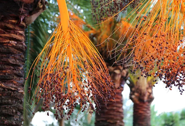 Rama de palma con frutos brillantes — Foto de Stock