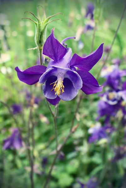 Mooie bloem van aquilegia — Stockfoto