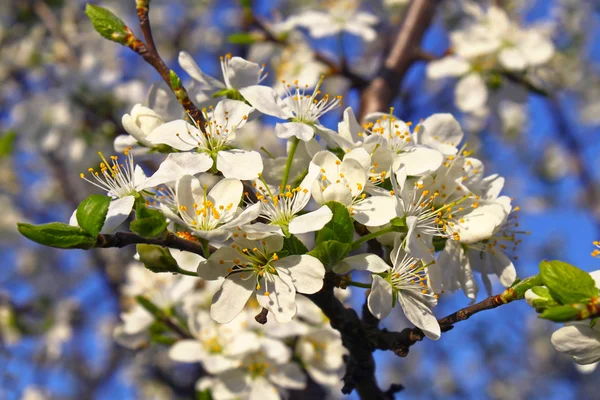 Beautiful white flowers of spring tree — Stock Photo, Image