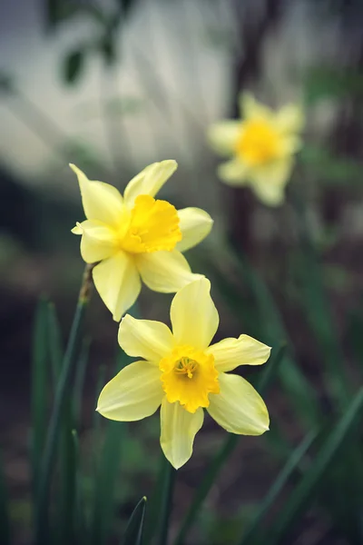 Krásná narcisy (Narcissus) — Stock fotografie