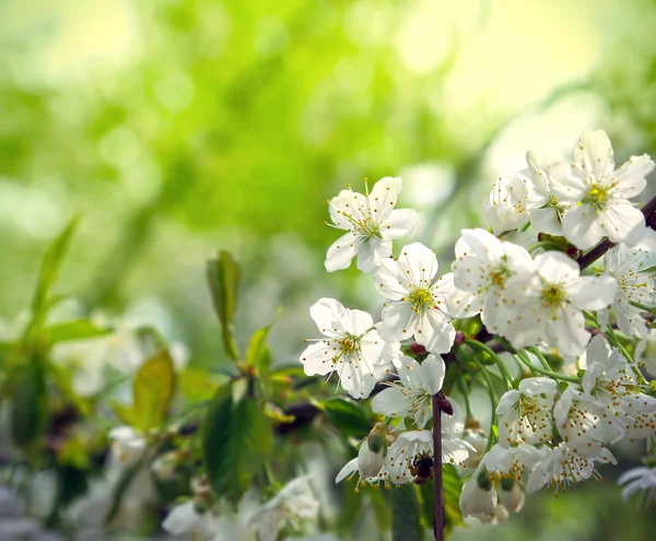 Sfondo verde primavera con bellissimo albero fiorito — Foto Stock
