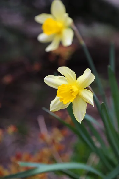 Güzel nergis (Narcissus) — Stok fotoğraf