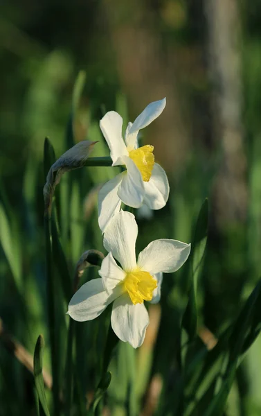 Beautiful Daffodils (Narcissus) — Stock Photo, Image