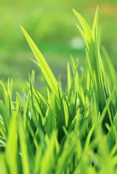 Frische grüne Pflanze — Stockfoto