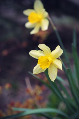 Güzel nergis (Narcissus)