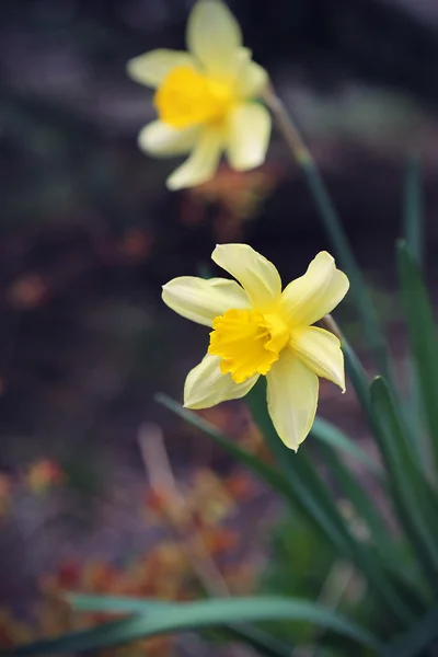 Hermosos narcisos (Narciso ) —  Fotos de Stock