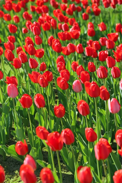 Mooie rode tulpen — Stockfoto