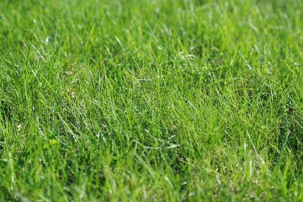 Green grass background — Stock Photo, Image