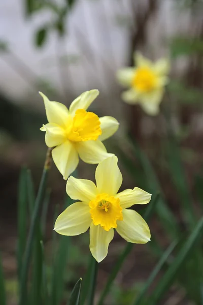 Mooie narcissen (Narcissus) — Stockfoto