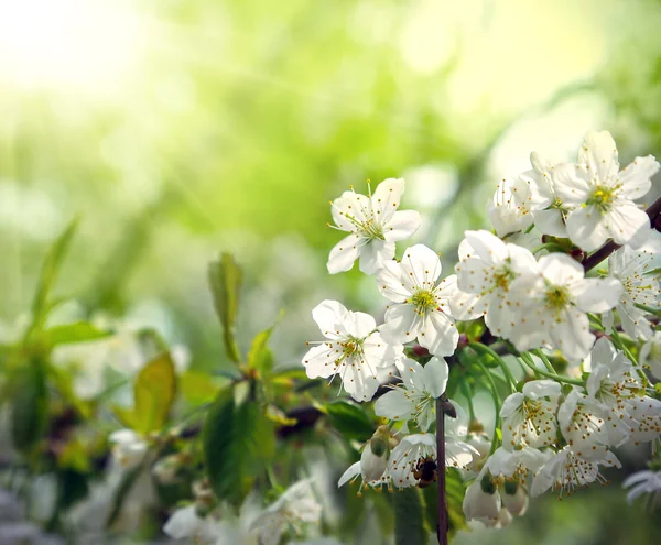 Green spring background with beautiful flowering tree — Stock Photo, Image