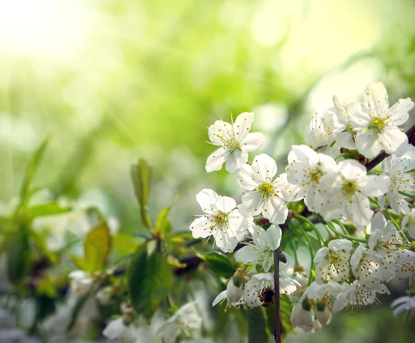 Sfondo verde primavera con bellissimo albero fiorito — Foto Stock