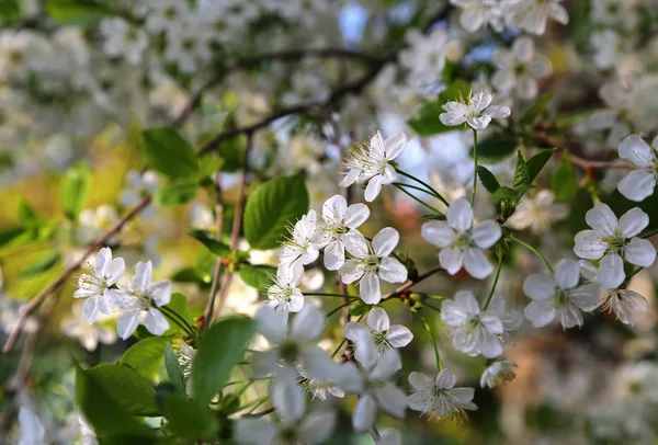 Schöne weiße Blumen des Frühlingsbaumes — Stockfoto