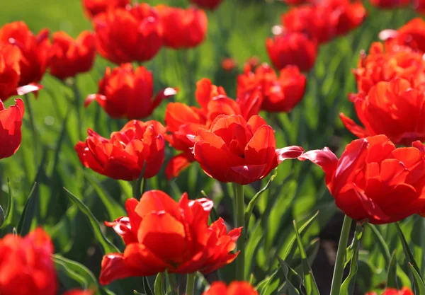Vackra röda tulpaner — Stockfoto