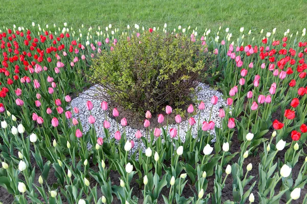 Frühling Tulpen Blumenbeet und Busch — Stockfoto