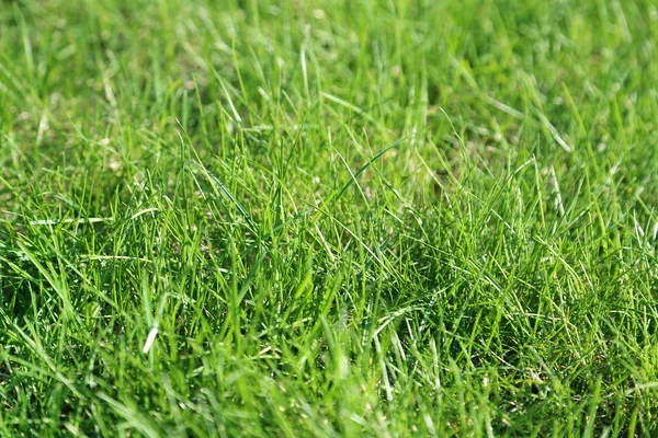 Ferskt grønt gress – stockfoto