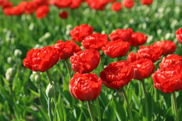 美しい赤いチューリップ — ストック写真