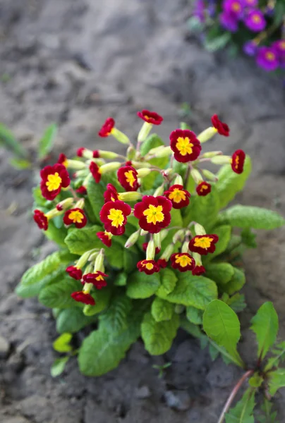 Цветы Примрозы — стоковое фото