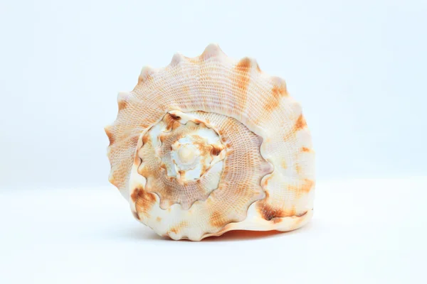 Sea shell — Stock Photo, Image