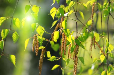 Bahar huş ağacı dalı 