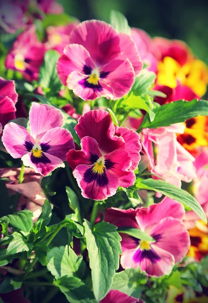 Smukke violette blomster - Stock-foto