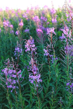 kır çiçeği söğüt-herb akşam alanında