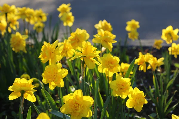 Vackra gula påskliljor — Stockfoto