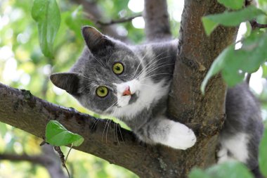 Yeşil gözlü kedi 