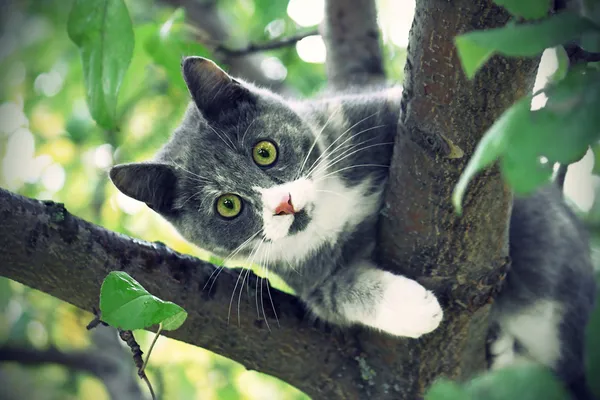 Gatto con gli occhi verdi — Foto Stock