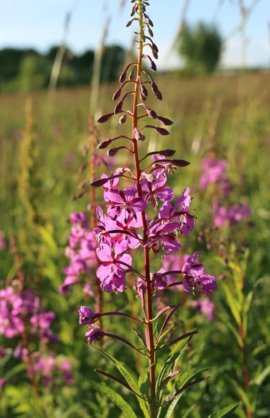 Wild flower of Willow-herb in the evening field — Stock Photo, Image