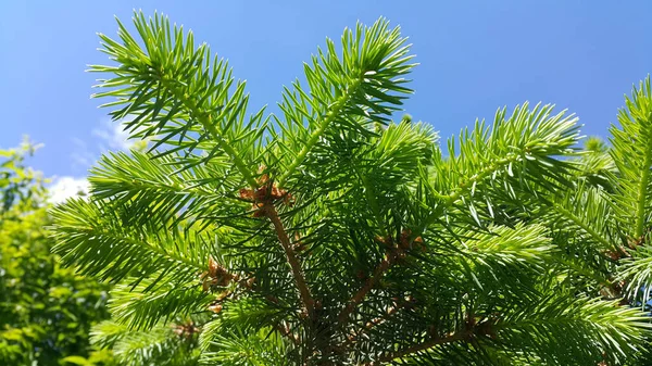 Ramo Fresco Árvore Conífera Sempre Verde Luz Solar Fundo Azul — Fotografia de Stock