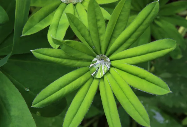 Ljusa gröna blad med öppet vattendroppe — Stockfoto