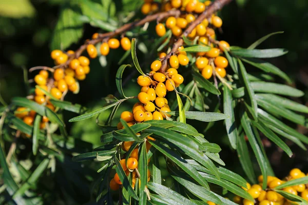 Branch of sea buckthorn berries — Stock Photo, Image