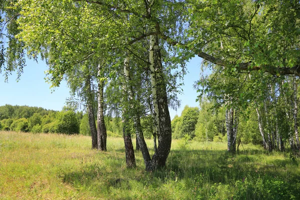 Prachtige Berkenbomen Aan Rand Van Het Bos Zomerlandschap — Stockfoto