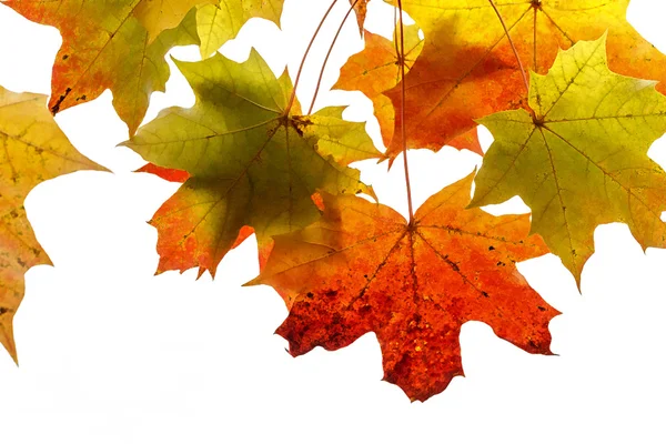 Bright autumn foliage of maple — Stock Photo, Image