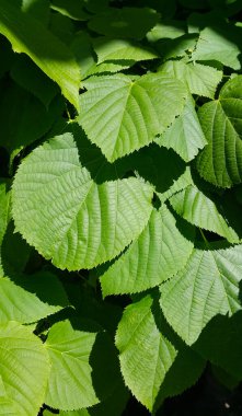 Taze yeşil ıhlamur yaprakları. Güneş ışığıyla aydınlatılıyor. Yakın plan.