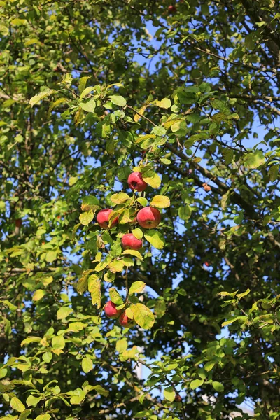 Las Manzanas Maduras Rojas Sobre Rama Jardín Primer Plano —  Fotos de Stock