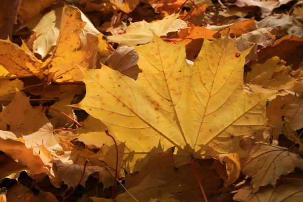 Hösten Fallit Löv Lönn Träd Glöder Solljus Vacker Natur Bakgrund — Stockfoto