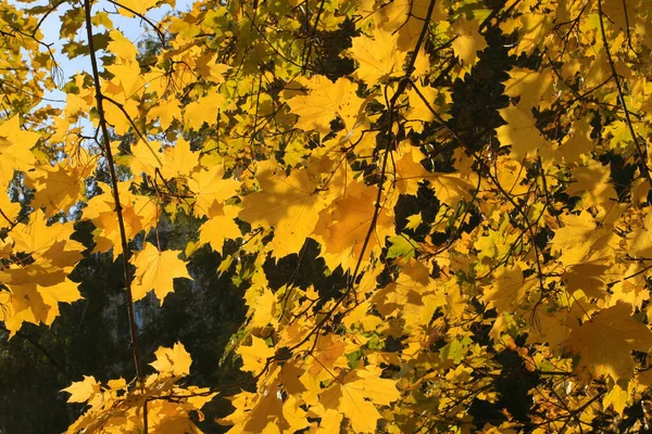 Gałęzie Jesiennego Klonu Żółtymi Jasnymi Liśćmi Oświetlonymi Słońcem — Zdjęcie stockowe