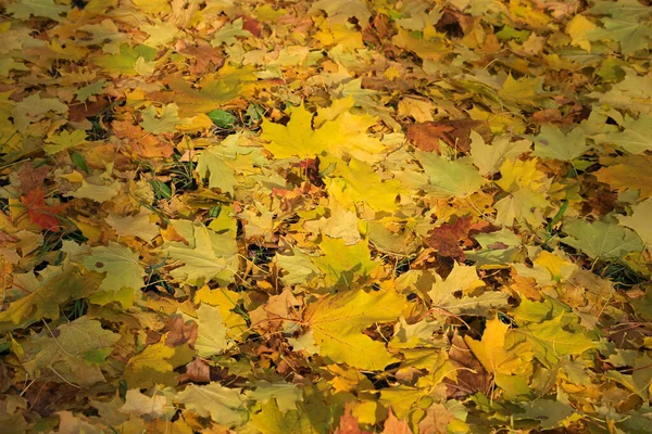 Fondo Autunnale Foglie Cadute Acero Illuminate Dalla Luce Solare — Foto Stock