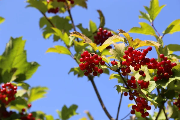 熟した明るい赤い果実を持つ高齢者のバラやビブラムの枝 クローズアップ — ストック写真