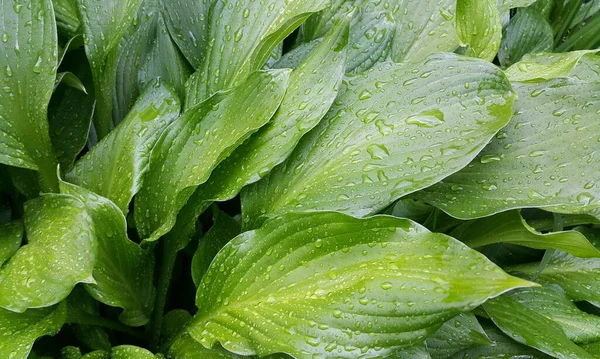 Large Hosta Leaves Covered Water Drops Close Natural Green Backgroun — Stock Photo, Image