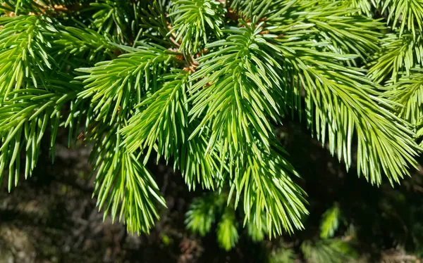 Vacker Färsk Gren Vintergröna Barrträd Solljus Närbild — Stockfoto