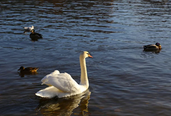 Beautiful Elegant White Swan Ducks Gull Floating Water — Stock Photo, Image