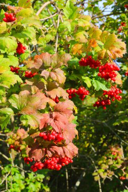 Guelder gülü ya da viburum dalları Olgun parlak kırmızı böğürtlenler, yakın çekim