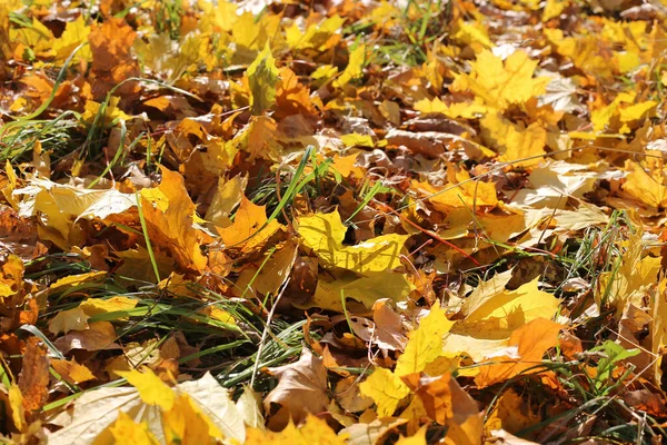 Bellissimo Sfondo Autunnale Primo Piano Foglie Cadute Acero Che Brillano — Foto Stock