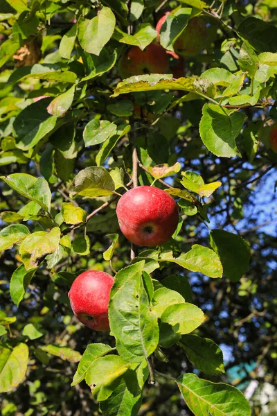 Kypsät Punaiset Omenat Oksalla Puutarhassa Lähikuva — kuvapankkivalokuva