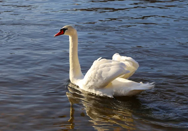 Beautiful Elegant White Swan Floating Water — Stock Photo, Image