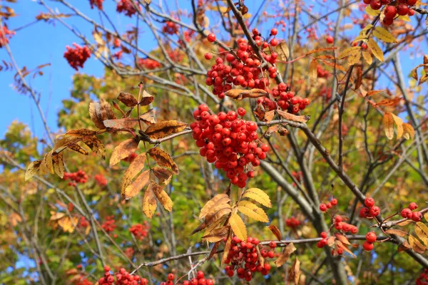 Ветви Осеннего Рябины Рябины Ярко Красными Ягодами Крупным Планом — стоковое фото