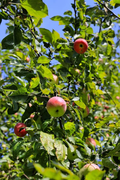 Reife Helle Äpfel Einem Zweig Gegen Den Blauen Himmel Garten — Stockfoto