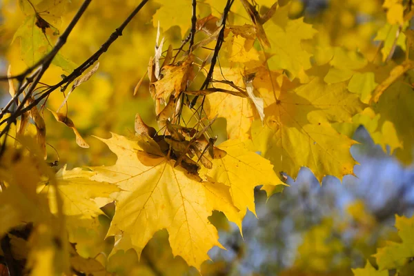 Hojas Color Amarillo Brillante Semillas Aladas Arce Otoño Iluminadas Por — Foto de Stock